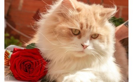 Why Adopt A Cat From Mummy Cat?